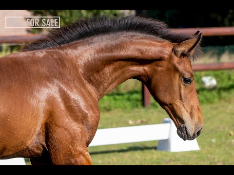 SOLD: Colt 2020 - Desperado N.O.P. x Florencio x Houston