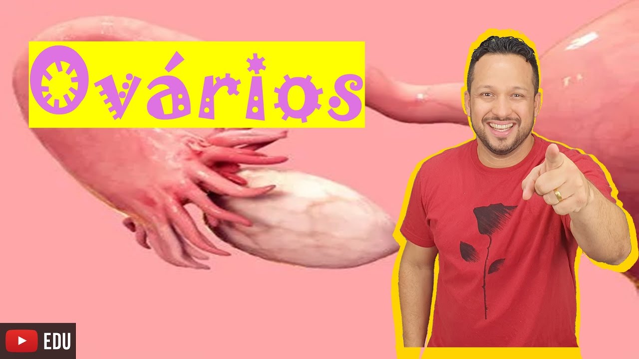 Ovários - Gônadas Femininas - Hormônios e Funções - Sistema Endócrino - Aula 11