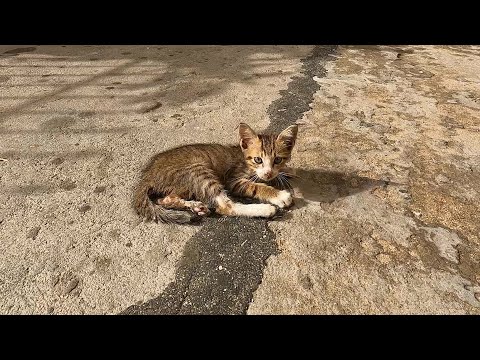 No mother kitten he need help so much and food for everyday