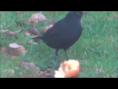 Speedy Dizzy - a salute to Dizzie Gillespie