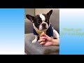 Cute Baby Animals Baby Animals For Kids Cute Animals Whatsapp Status Cute Animals Whatsapp