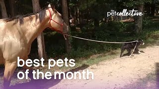 Best Pets Of The Month 2020 | The Pet Collective