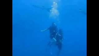 preview picture of video 'Videos of Sulawesi_ Togian Islands and Kadidiri Island » Black Marlin Diving Sulawesia'