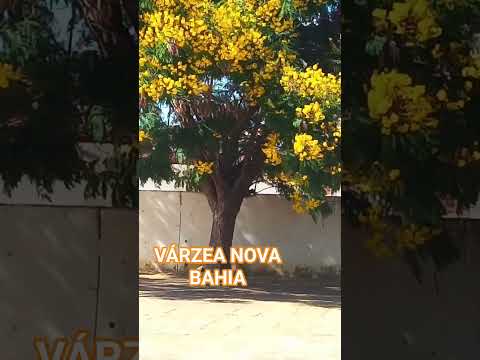 VÁRZEA NOVA BAHIA