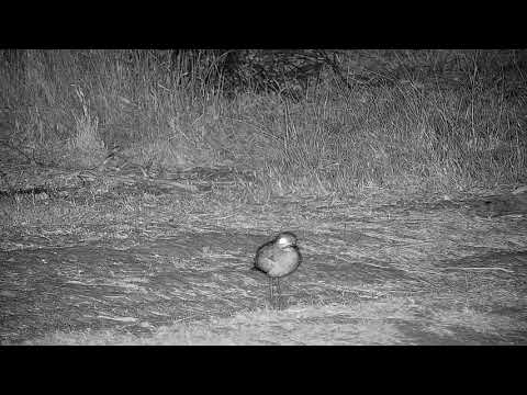 Djuma: Water Thick-knee - 03:47 - 08/11/21