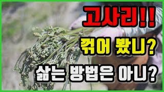 고사리 수확 및 생고사리 삶는 방법과 말리는 방법