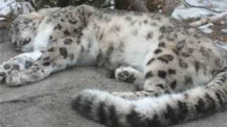 SHAGGY - Ultimatum (BARSBooster ragga-jungle mix)