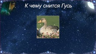 К чему снятся гусята. ловить гусенка