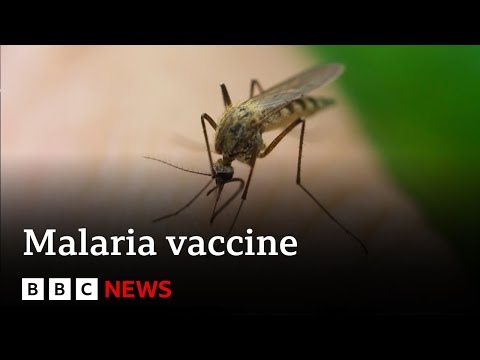 New malaria vaccine “could save millions of lives” - BBC News