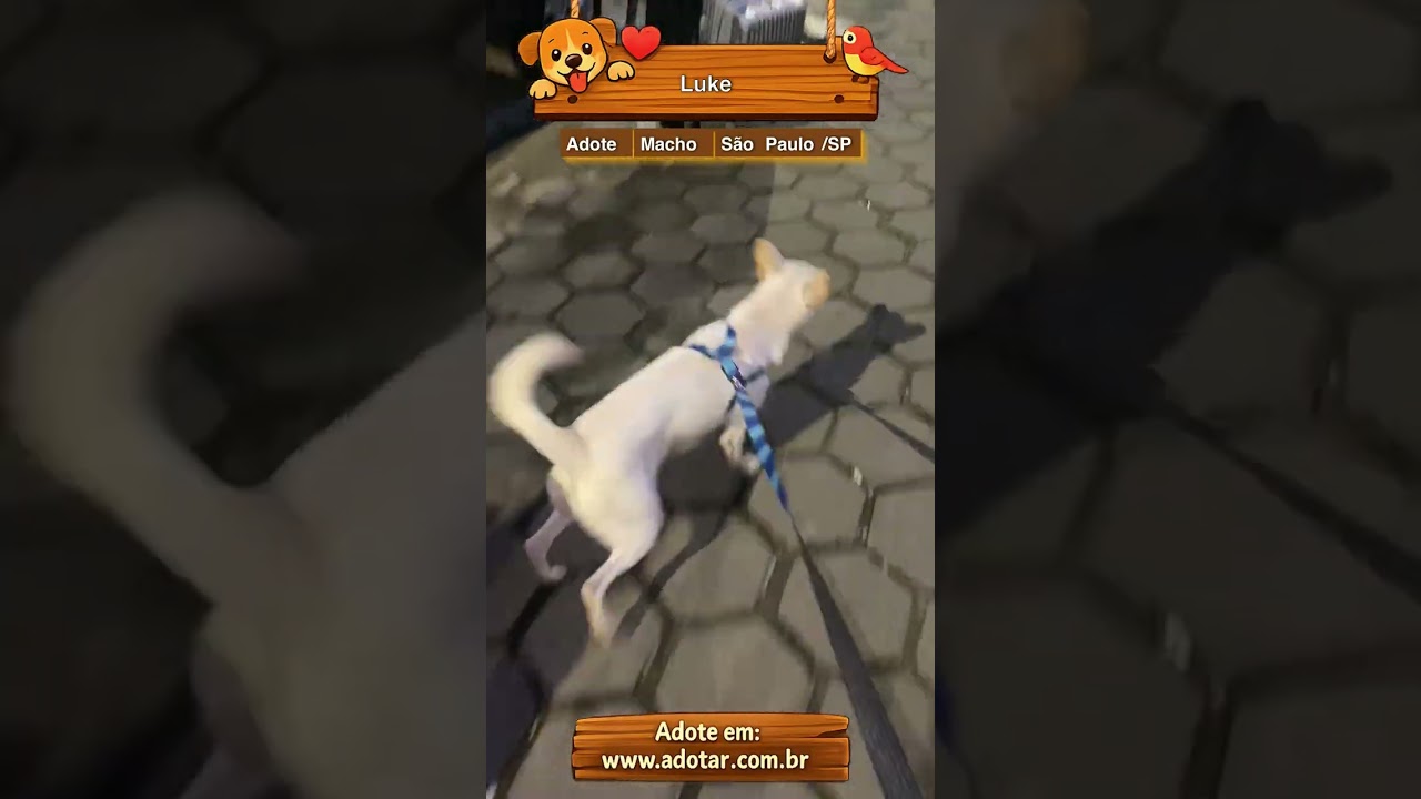 Cachorro raça SRD-ViraLata idade 7 a 11 meses nome Luke