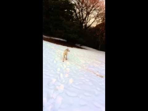 DOGO ARGENTINO - TYSON VS SNOW