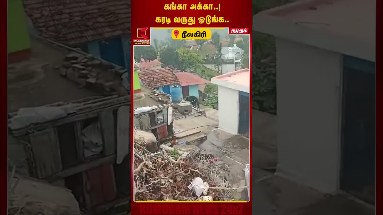 கங்கா அக்கா..! கரடி வருது ஓடுங்க.. #Nilgiris #Nilgirisnews #Bear #NilgirisBear #Viralvideo #kumudam