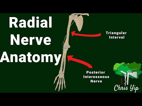 Radial nerve anatomy (animated)