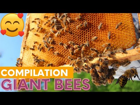 GIANT FURRY BEES - COMPILATION MUST WATCH #BEES #GIANTBEES #BUMBLEBEES