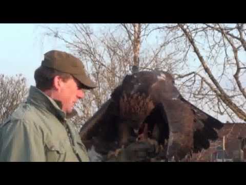 Hasenjagd mit Adlern