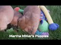 Puggle dogs for sale: Morgan - Video 1