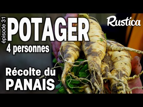 Vegetable garden for 4 people - 31 harvest the parsnips