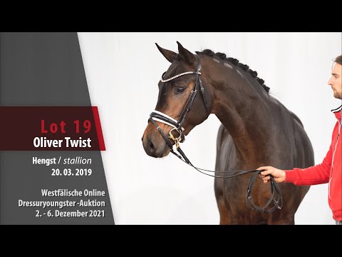 Online Dressuryoungster-Auktion Lot 19 Oliver Twist Hengst v. Feinrich - United