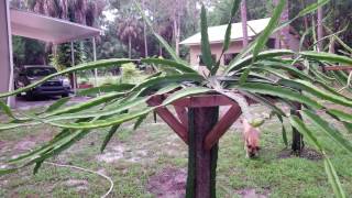 How to grow Dragon Fruit in SWFL ( part 10 )