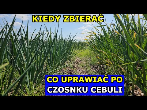CO UPRAWIAĆ po Czosnku i Cebuli. Kiedy Zbierać Czosnek Zimowy Sadzony Jesienią, Cebulę Uprawa Zbiory