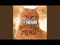 Montagem Miau 1 HOUR