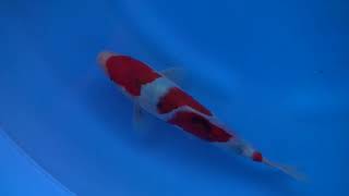 video van Sanke  SA-V23-11242