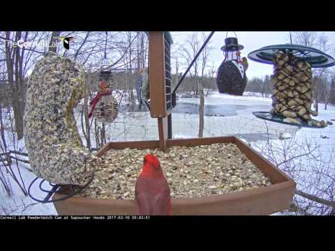 Red birds at the Cornell Feeders – Feb. 10, 2017