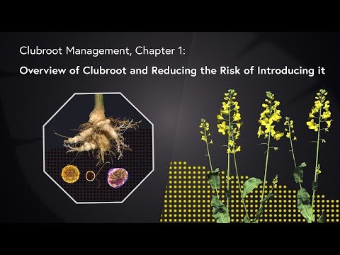 Clubroot Management: Chapter 1 - Overview of Clubroot and Reducing the Risk of Introducing it