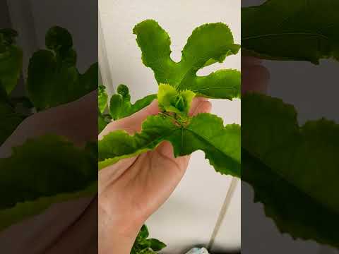 ベランダで芳香植物を育てるには？いつ植えるのか、そしてどのように管理するのか？  庭園