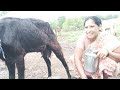 Viral Milk Making