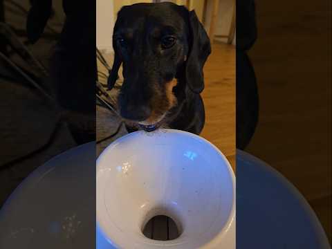 Dackel spielt mit Ballwurfmachine #dackel #puppy
