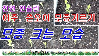 여주 모종기르기 모종 싹트는 모습