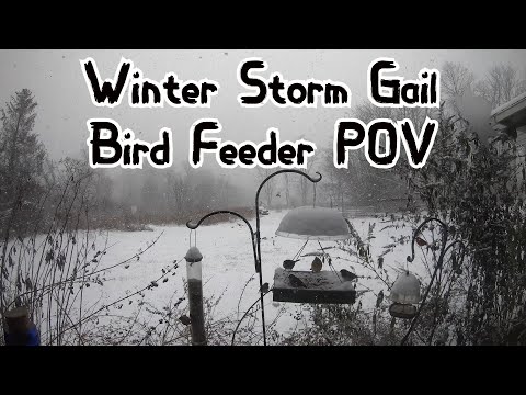 Winter Storm Gail Time-lapse (Bird Feeder POV)