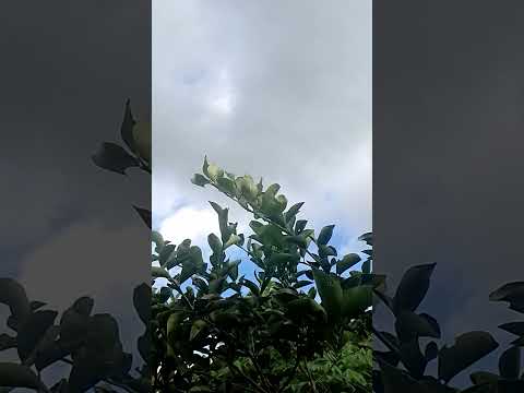 BOA TARDE DE BENÇÃOS 💚 CÉLULA RENASCER MACAMBIRA SERGIPE 💚 VEM RENASCER 💚
