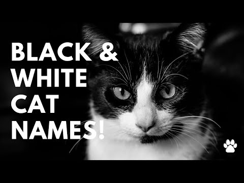 😻 Black And White Tuxedo Cat Names 🐾 39 PURRRFECT Ideas | Names