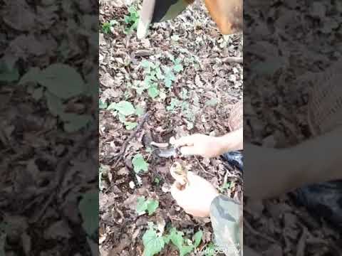 Gljive naših šuma (branje i priprema)