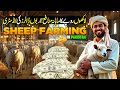 Modern Sheep Farming In Pakistan Profitable Business Kissan Ka Pakistan Discover Pakistan