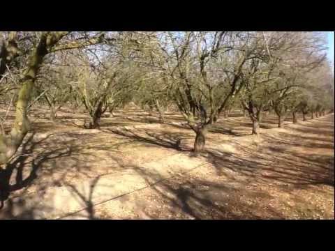 Marc Suderman #62 - Monterey Almond: Kern county Rootflush
