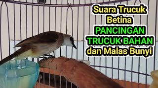 Download lagu Suara trucuk BETINA MEMANGGIL JANTAN pancingan trucukan BAHAN ombyokan agar Cepat bunyi mp3