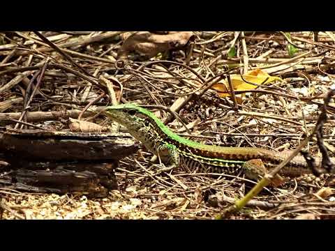 Gewone Ameiva hagedis in Peperpot