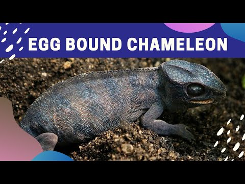How to Identify an Egg Bound Chameleon?
