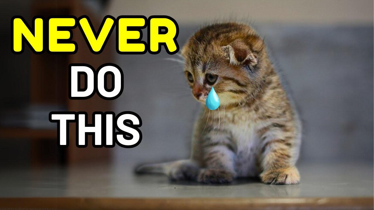 10 Things a Cat Will NEVER Forgive (#4 Will Shock You)