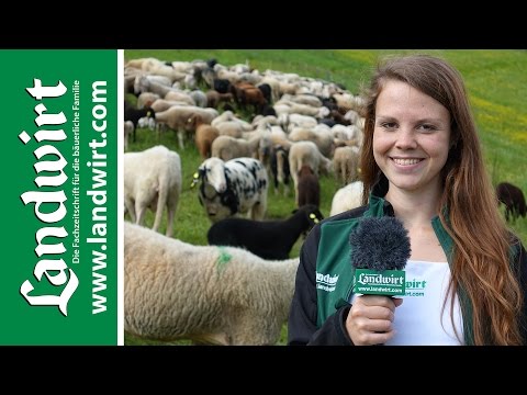 Klauenbad für Schafe | landwirt.com