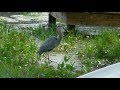 Blue Heron Eats Snake