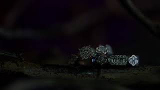 Sharjah wedding 08/09/2017-2