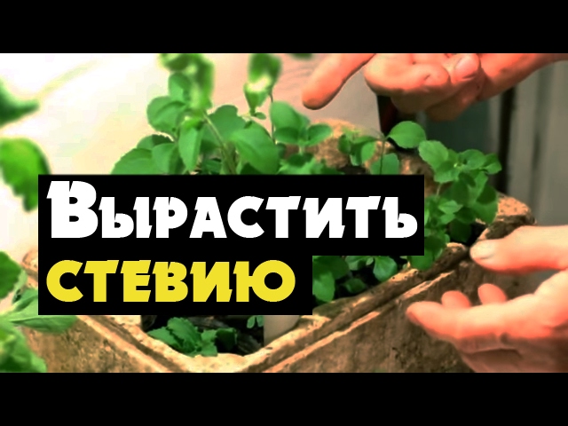 Стевия - видео о выращивании медовой травы