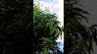 Download lagu kicau burung cuit..cuit..cuit real mp3 Download lagu kicau burung cuit..cuit..cuit real mp3