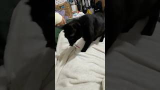 天才猫(親バカ) #shorts #猫のいる暮らし #ねこライフ #cat #猫のいる風景  #catshorts