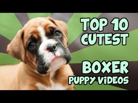 TOP 10 CUTEST BOXER PUPPY VIDEOS OF ALL TIME