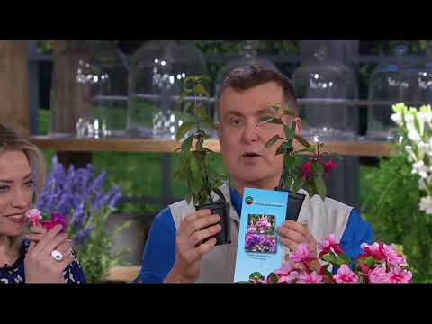 Roberta's 4-Piece Free Flowing Easy Growing Fuchsia on QVC